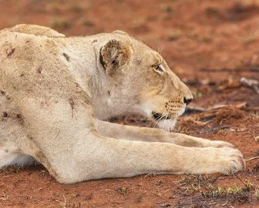 Why Do We Scar, But Lizards Don’t?