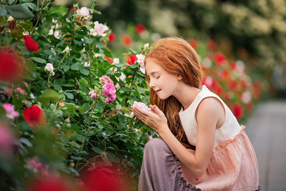Why Do Roses No Longer Have Fragrance?