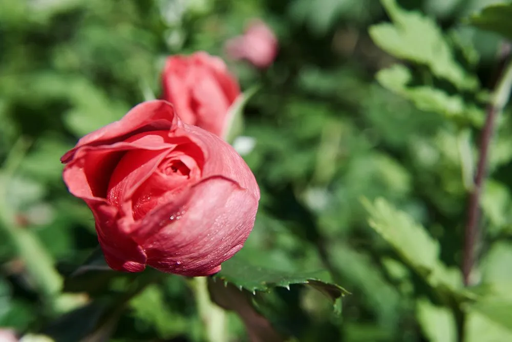 Rosa chinensisis repeat flowering and has a unique scent (Credits: alesyatsapenko/Envato Elements)