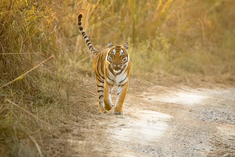 The Terai Arc Landscape program was launched to protect terai grasslands as tiger habitats in both India and Nepal (Credits: DebashisKumar13/Envato Elements)