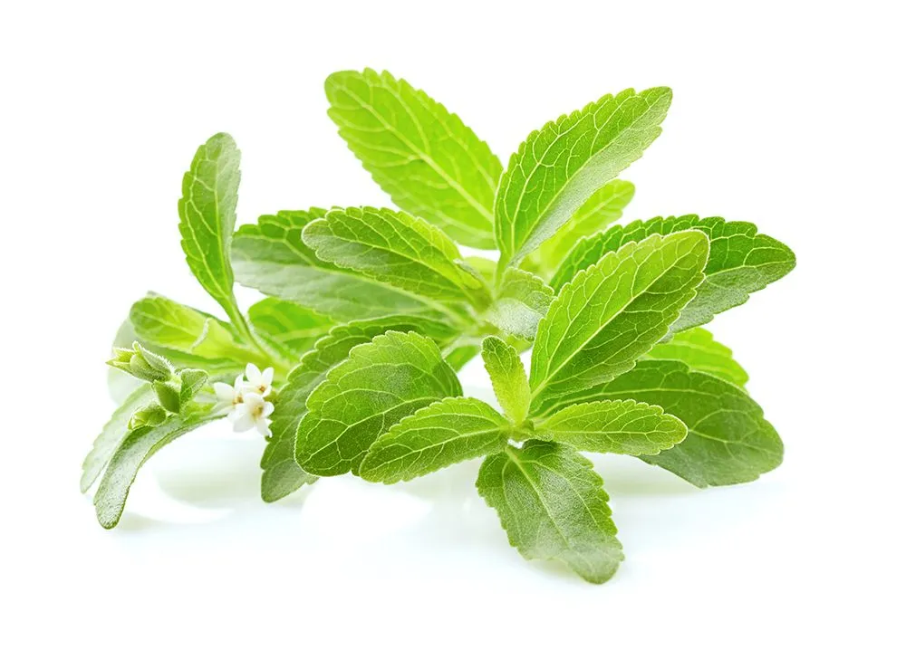 Stevia is a plant-based sweetener obtained from a shrub calledStevia rebaudiana(Credits: Dionisvero/Envato Elements)