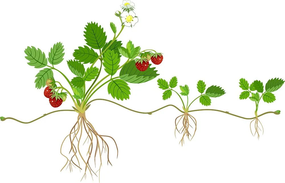 Strawberries propagate vegetatively through stolons (Credits: Kazakova Maryia/Shutterstock)