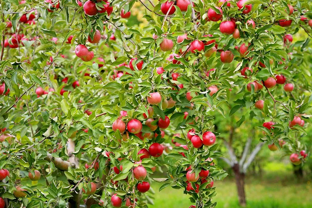 Apple trees are ‘trained’ to make their branches grow downwards (Credits: Ivanazhur/Freepik)