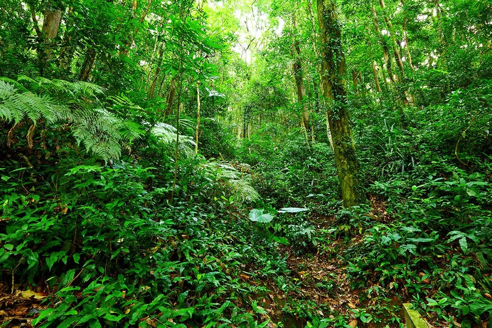 Enemies control the tree diversity in tropical rainforests (Credits: leungchopan/Envato Elements)