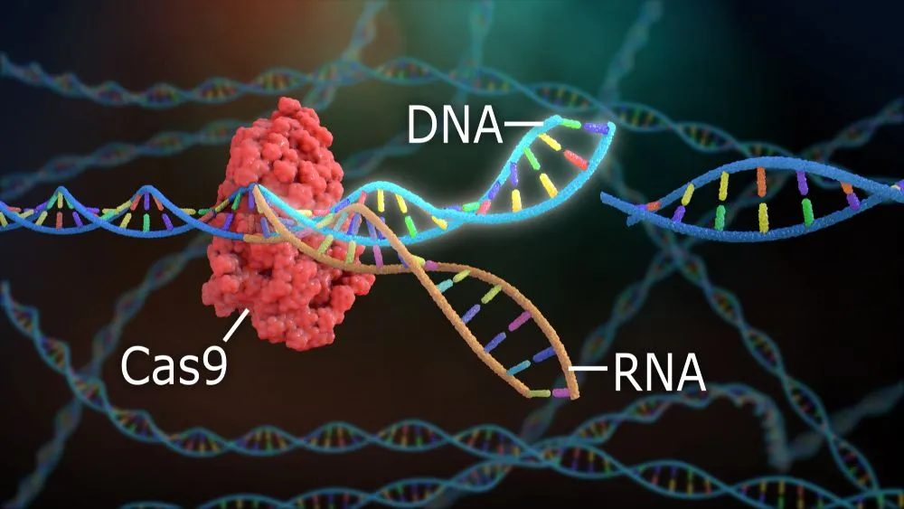 The CRISPR system consists of two components: a customized RNA designed to match the sequence of the target gene at a specific location, and an enzyme called Cas9. After the customized RNA finds the matching section of DNA it binds to it. The Cas9 enzyme cuts both the DNA strands at this location (Credits: Nathan Devery/Shutterstock)