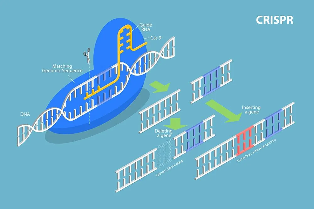 A visual representation of how CRISPR gene editing works. (Credits: TarikVision/Shutterstock)