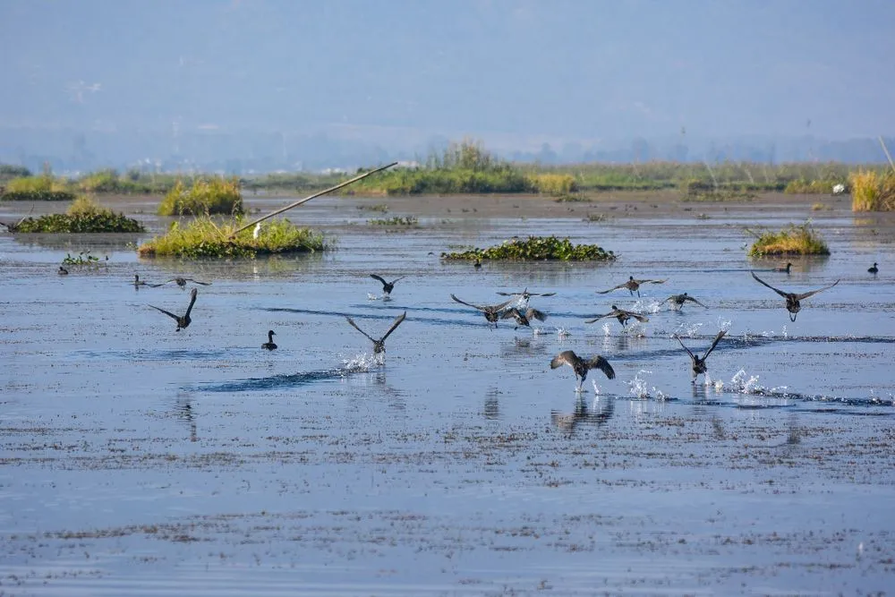 Several species of migratory birds come to Loktak Lake to breed and raise their young ones (Credits: RAJKAMAL SAIKIA/Shutterstock)