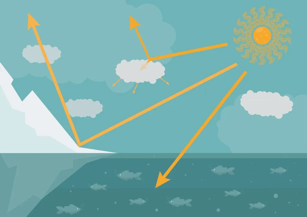 This diagram shows how sunlight is reflected and absorbed by the clouds and the surface of the Earth. The albedo accounts for how much of this sunlight is reflected.(Credits: ValentinaKru/Shutterstock)