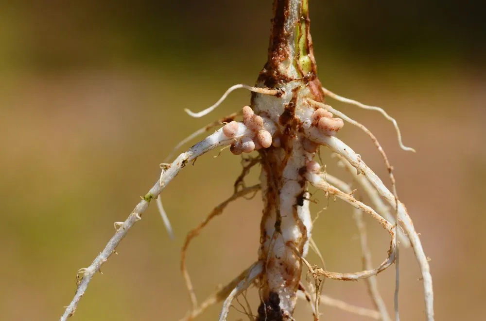 Symbiotic bacteria (rhizobia) present in nodules in the roots of leguminous crops absorb nitrogen from the air and convert it into ammonia (Credits: Worachat Tokaew/Shutterstock)