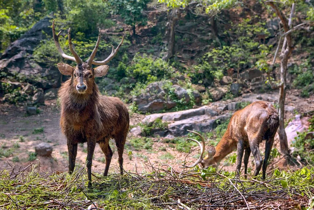Loktak Lake is the last natural refuge for the endangered Manipur brow-antlered deer (Credits: Hari Mahidhar/Shutterstock)