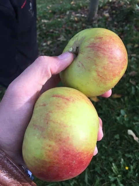 Cultured cells of apple variety Uttwiler Spätlauber are used in the cosmetic industry (Credits: Flowertrust/Wikimedia Commons)