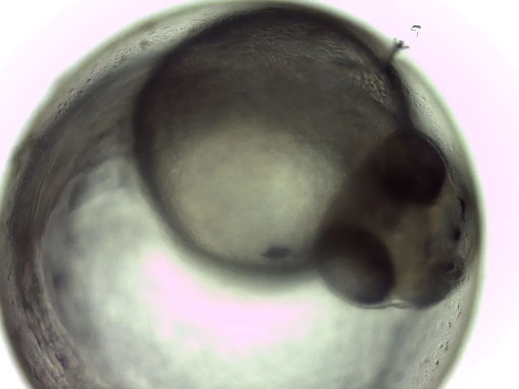 Zebrafish egg in early embryogenic development (Credits: Wikimedia Commons)
