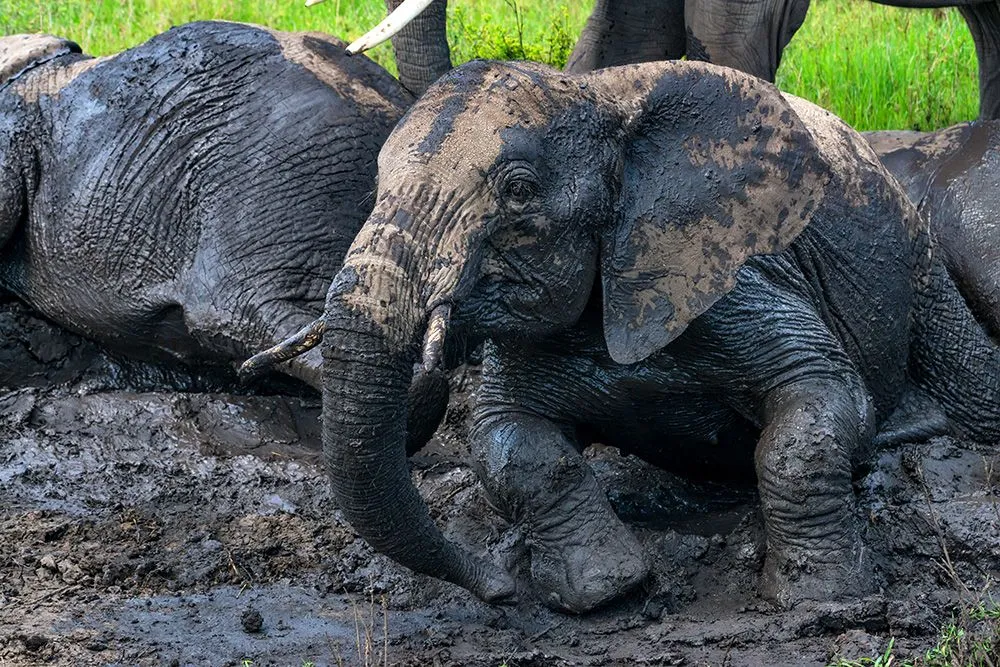 Some animals keep it simple and roll around in mud to stay protected from the sun (Credits: Yakov_Oskanov/Envato Elements)