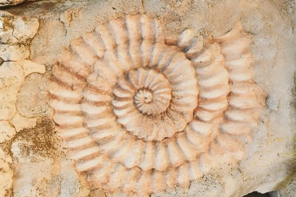 This is the image of an ammonite fossil, one of the species that went extinct along with the dinosaurs during the K-Pg event. (Photo Credit: gaudyirina/Freepik)