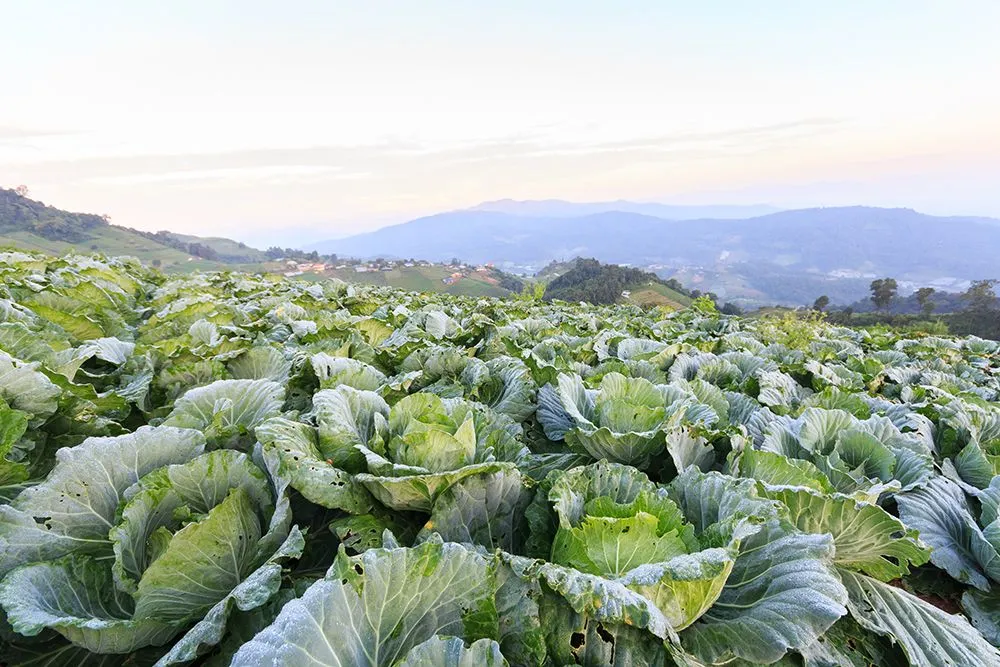 Researchers in Germany grew cabbage in soil supplemented with human excreta manure (Credits: stockdevil/Freepik)