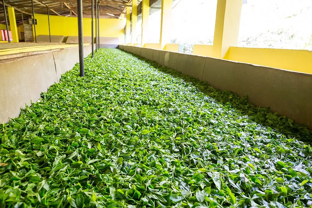 Fresh green tea leaves drying (Credits: NomadSoul1/Envato Elements)