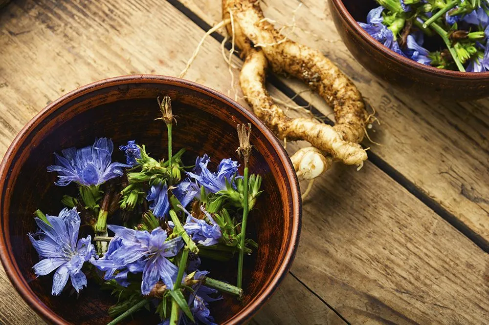 Chicory (Cichorium intybus) is a herbaceous plant with blue or violet flowers (Credits: Nikolaydonetsk/Envato Elements)