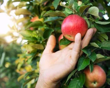 How Does A Fruit Find Its Dad?