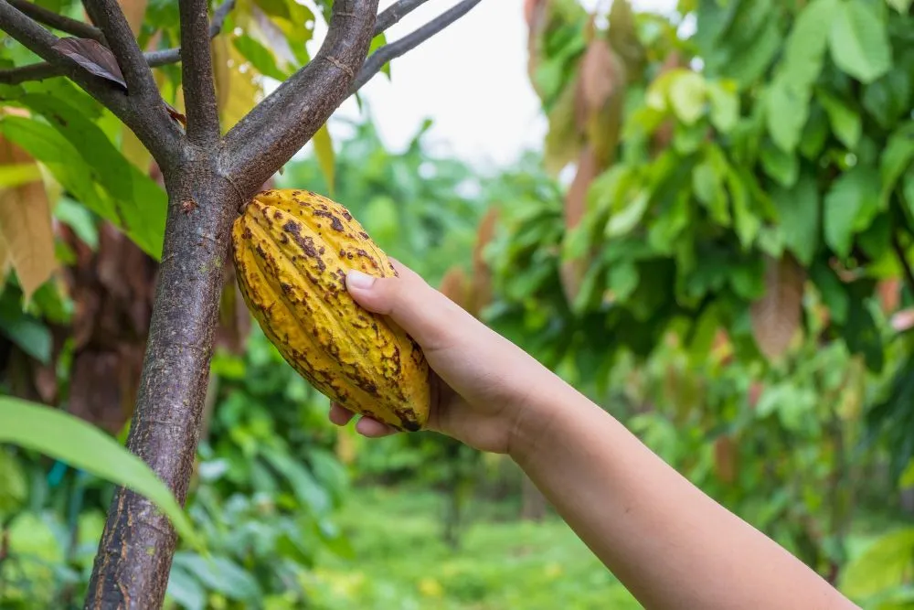 Chocolate is made from the cacao beans harvested from the cacao tree (Credits: narong27/Freepik)