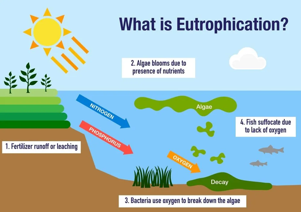 Excess fertilizer leads to eutrophication of ground water systems (Credits: Dimitrios Karamitros/Shutterstock)