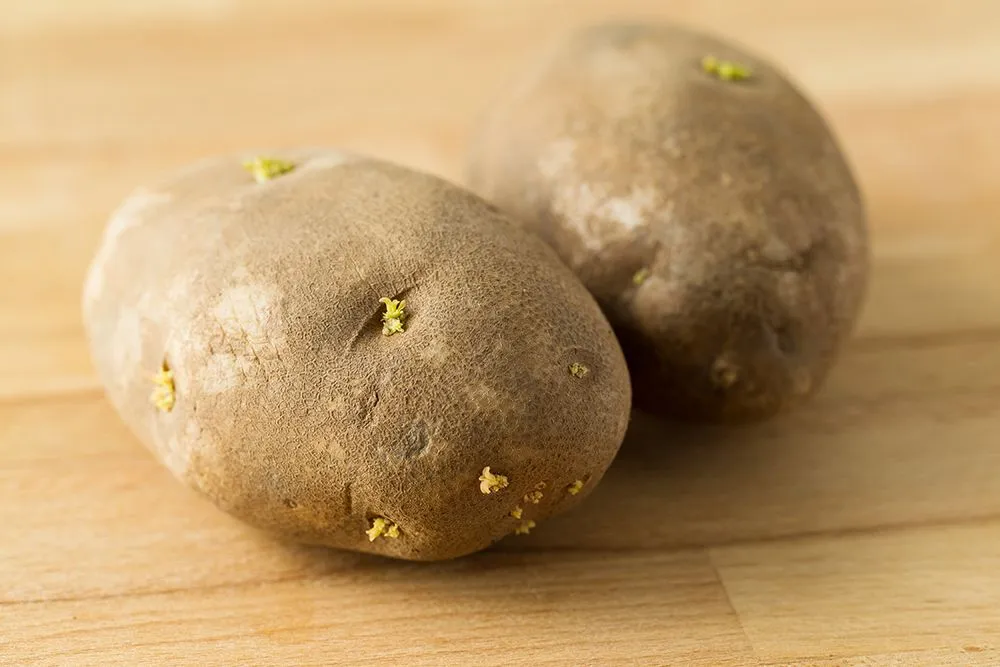 If the potato skin is green or if it has started sprouting, it is very likely that it has increased levels of GA (Credits: leungchopan/Envato Elements)