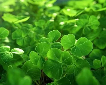 How Can We Replenish Soil Nitrogen Without Using Synthetic Fertilizers?