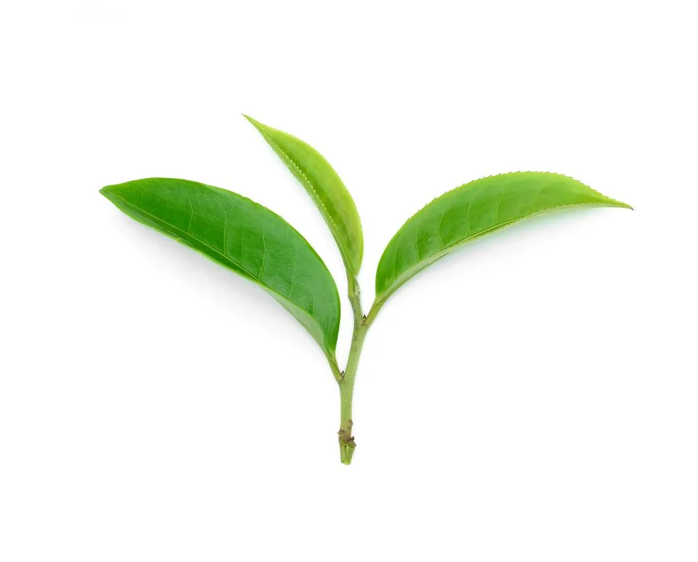 Usually only the bud and the top two leaves are used to make green tea (Credits: sommail/Freepik)