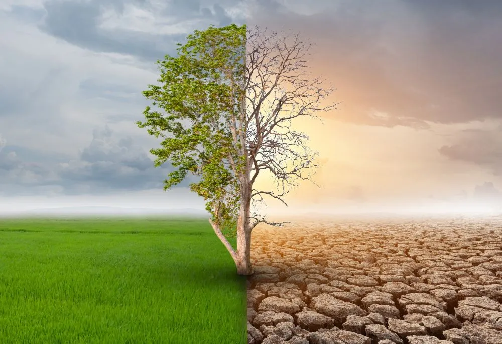 Higher temperatures and drier conditions will make some regions unsuitable for cacao cultivation (Credits: kasemkaew/Freepik)