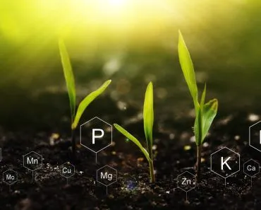 Are We Running Out Of Phosphorus?