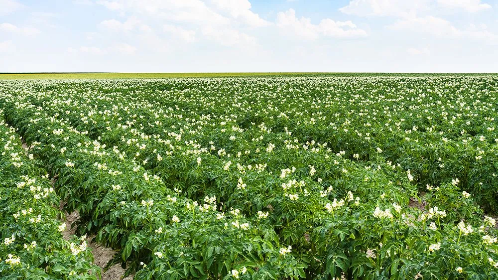 Potato flowers blooming in a field. (Credits: vvoennyy/Freepik)