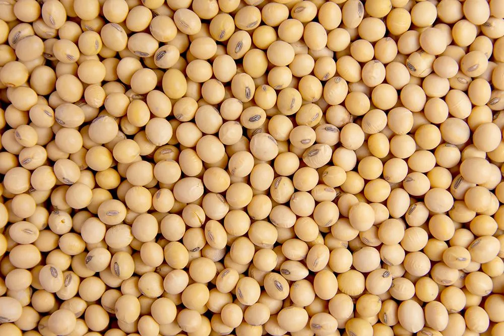 In 2019, a high oleic acid soybean that produces less saturated fatty acids was approved for sale in the US (Credits: sunnygb5/Freepik)