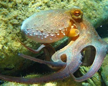 How Do Colorblind Octopuses See Color?