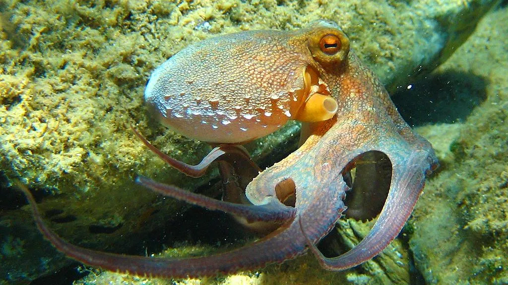 How Do Colorblind Octopuses See Color?