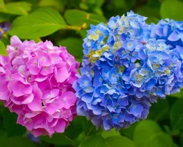 Can Soil pH Affect Flower Color?