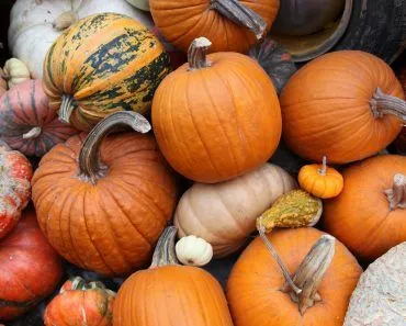 Can We Eat A Halloween Pumpkin?