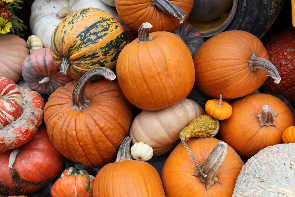 Can We Eat A Halloween Pumpkin?