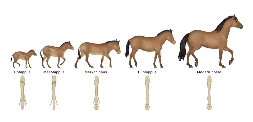 When horses separated by a few generations were compared, many small changes in their bones were observed, but when horses separated by few million years were compared, there were fewer observable changes. (Credits: Aldona Griskeviciene/Shutterstock)