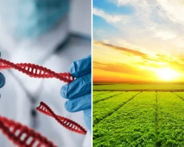 Why Are Gene Edited Crops Not GMOs?