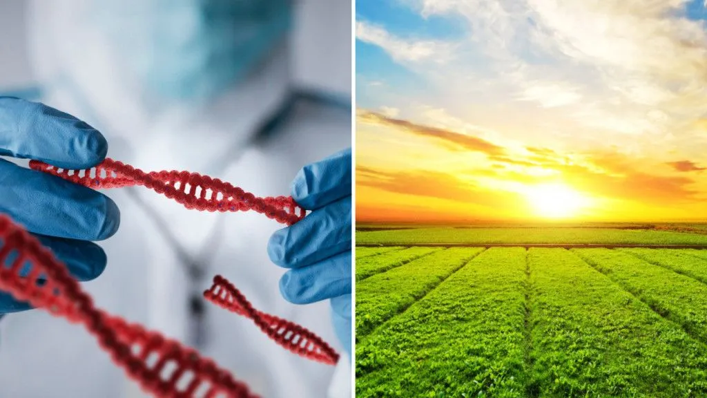Why Are Gene Edited Crops Not GMOs?
