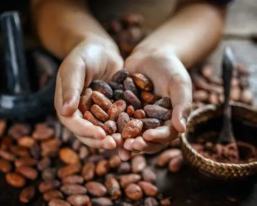 Will Climate Change Affect Chocolate Production?