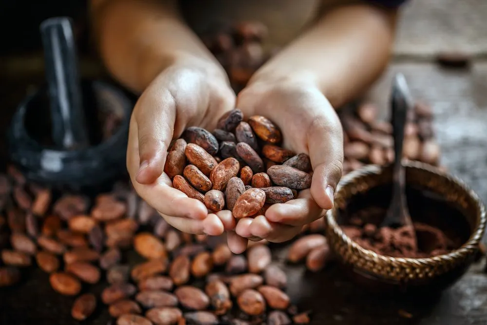 Will Climate Change Affect Chocolate Production?