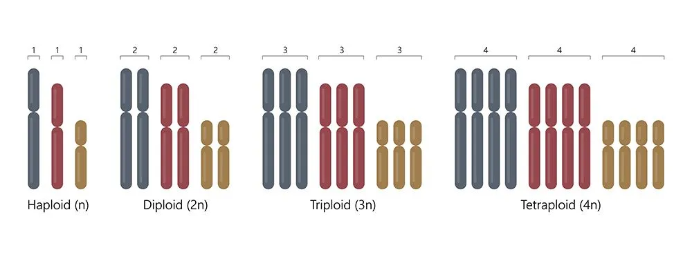 Ploidy levels in cells (Credits: A Step BioMed/Shutterstock)