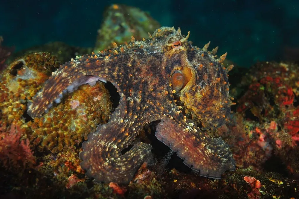 An octopus using mottled patterns for camouflaging in front of a coral reef (Credits: Rui Palma/Shutterstock)