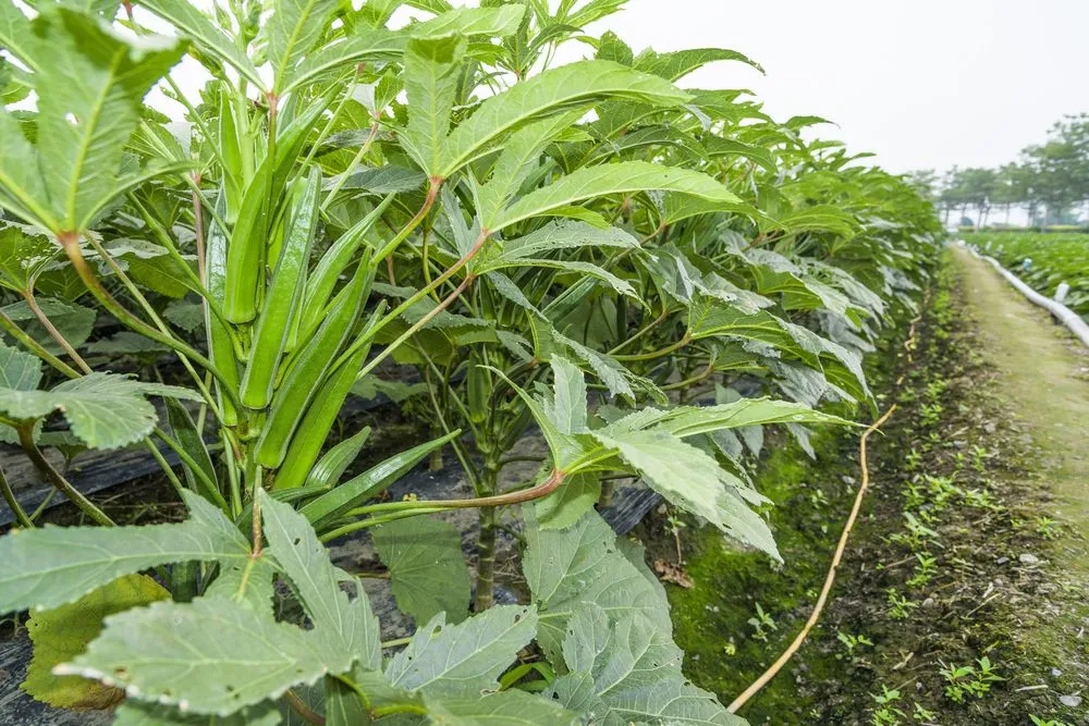 Immature green pods of okra are eaten as vegetable (Credits: Jack Hong/Shutterstock)