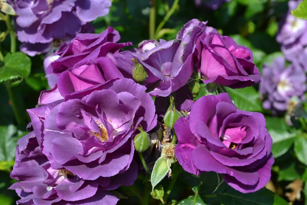 Rose variety ‘Rhapsody in Blue’ contains small amounts of the blue pigment rosacyanin, but that still does not give them a true blue color. (Credits: Edita Medeina/Shutterstock)
