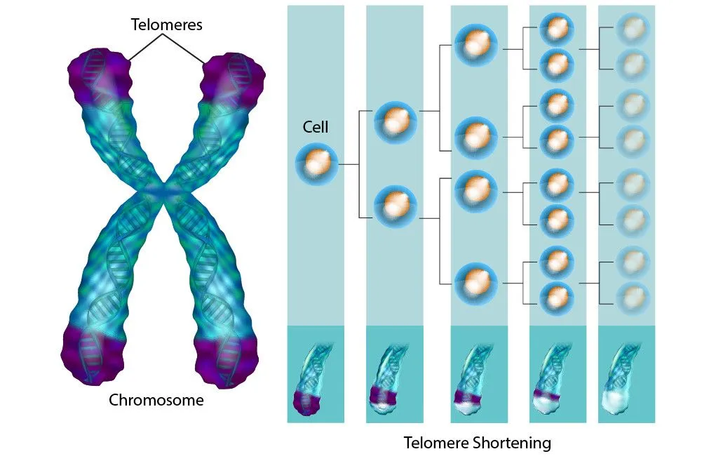 Telomeres shorten every time a cell divides (Credits: Sakurra/Shutterstock)