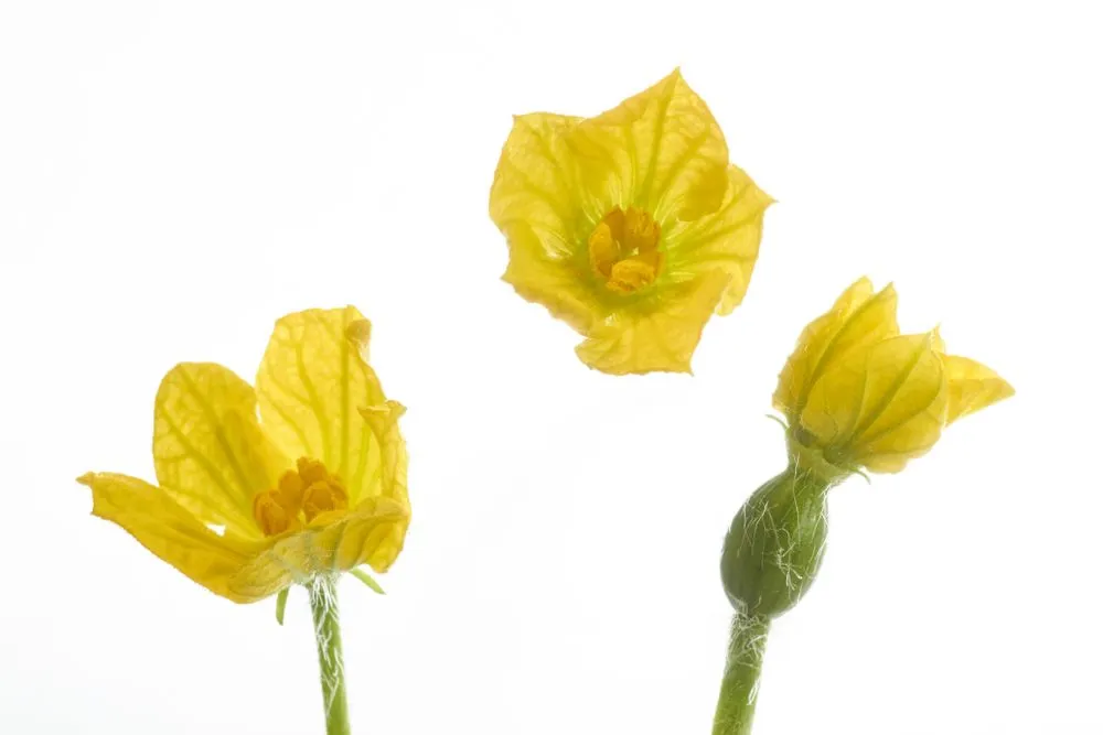 A female watermelon flower on the right and two male flowers (Credits: regia/Shutterstock)