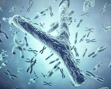 Why Did The Sequence Of The Y Chromosome Remain A Mystery Until Recently?