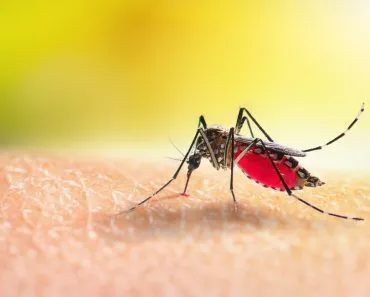 Why Are There Few Or No Mosquitoes In Some Places?