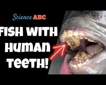 Sheepshead Fish: The Fascinating Fish With Human Teeth!
